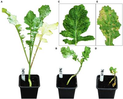 Characterization and Mapping of retr04, retr05 and retr06 Broad-Spectrum Resistances to Turnip Mosaic Virus in Brassica juncea, and the Development of Robust Methods for Utilizing Recalcitrant Genotyping Data